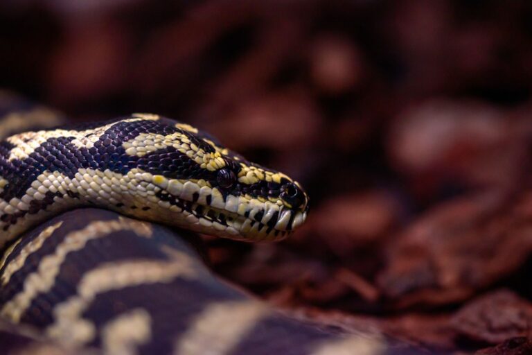 Close-up of a Jungle Carpet Python