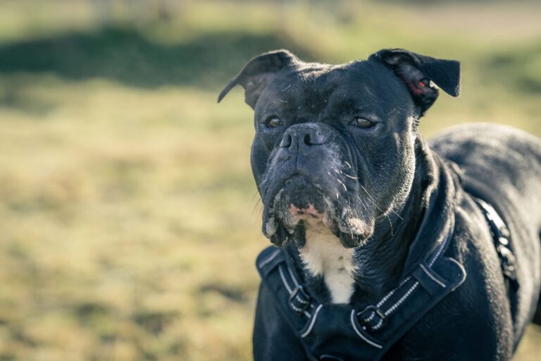 Close-up of Black Boxer Dog in Sunlit Field