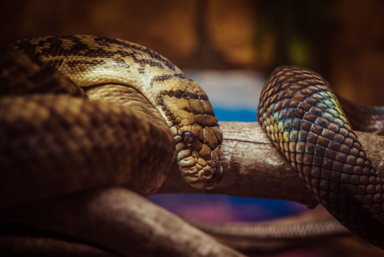 Close-up of a Snake Lying on a Branch