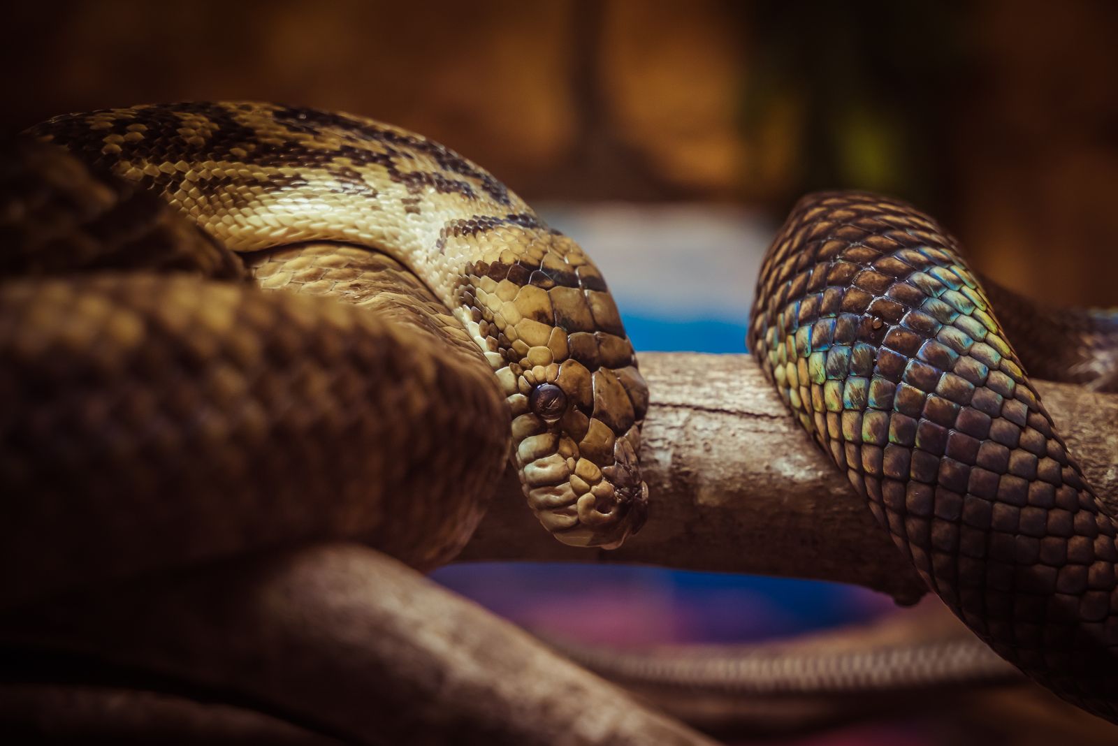 Close-up of a Snake Lying on a Branch